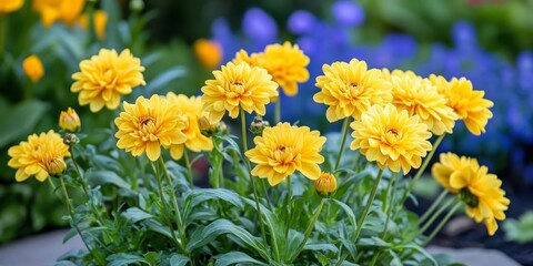 Poster - Vibrant yellow garden flowers blooming beautifully in a flowerbed, showcasing the stunning colors and delicate features of these yellow garden flowers in a picturesque setting.