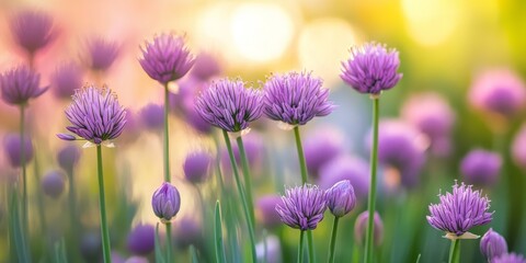 Poster - Close up macro photograph of a flowering chive plant thriving in a vibrant kitchen garden, showcasing the delicate blossoms and green foliage of the chive plant in its natural setting.