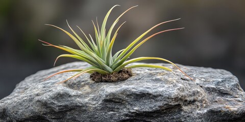 Aufkleber - Air plant, scientifically known as Tillandsia, elegantly displayed on a stone surface. This unique air plant showcases the beauty of Tillandsia in a natural setting.