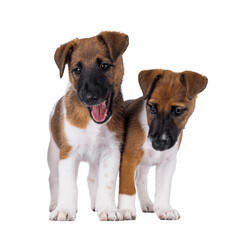 Leinwandbilder - Two naughty smooth fox terrier dog puppies standing next to each other on a row. Isolated cutout on a transparent background.