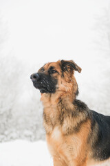 Wall Mural - cute German shepherd dog walking in snowy forest