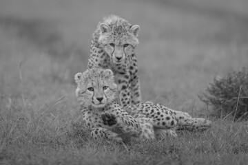 Poster - Mono cheetah cub stands over another staring