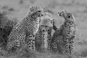 Poster - Mono cheetah cubs on grass in rain