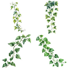Poster - Vibrant green ivy vines nature background botanical artistic environment detailed perspective plant concept