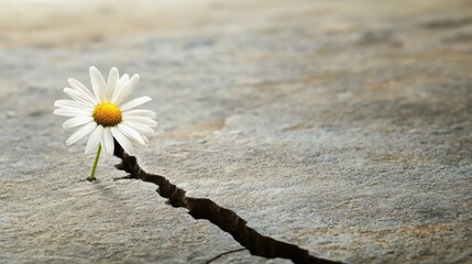 Wall Mural - daisy on the sand