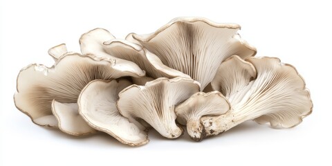 Aufkleber - PNG of fresh oyster mushrooms, showcasing the unique texture and color of fresh oyster mushrooms, presented against a clean white background for optimal visual appeal.