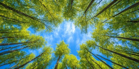 Leinwandbilder - Tranquil forest under clear blue skies, captured with a soft focus to enhance the serene beauty of the forest in this imagery. Experience the calmness that the forest and blue skies provide.