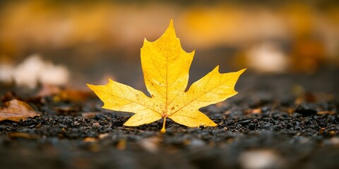 Poster - Autumn yellow leaf resting on the ground, showcasing its vibrant color. This autumn yellow leaf creates a perfect space for text and design, emphasizing the beauty of autumn.