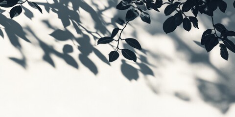 Aufkleber - Aesthetic light background featuring sharp shadows of a tree branch. This nature inspired summer backdrop creates a simple mockup for poster presentations, highlighting the interplay of shadows and
