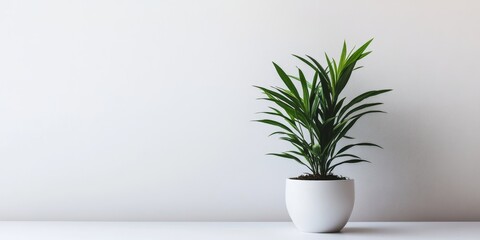 Aufkleber - A solitary Alpinia placed in a white pot against a plain background makes it an excellent choice for indoor gardening and a perfect fit for minimalist home decor.