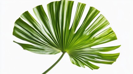 Aufkleber - Isolated green palm leaf on a white background showcasing the vibrant details of the green palm leaf. The green palm leaf stands out beautifully against the clean backdrop.