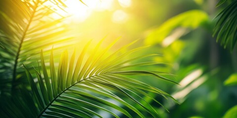 Aufkleber - Vibrant green nature showcasing a coconut leaf in sunlight, perfect for natural greenery backgrounds or wallpaper concepts. The coconut leaf adds a touch of beauty to any scenery.