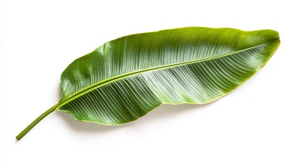 Poster - Close up of a fresh green banana leaf isolated against a white background, showcasing the vibrant colors and texture of banana leaf, emphasizing the tropical essence of fresh banana leaves.