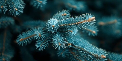 Aufkleber - Closeup of beautiful branches from a coniferous tree, showcasing the intricate details of each needle and the natural beauty of the coniferous tree. Perfect for adding a text overlay.
