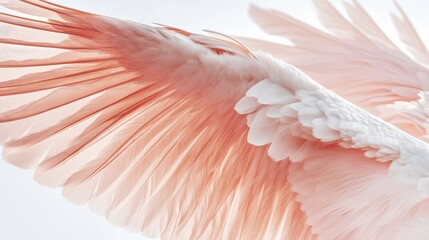 Wall Mural - pink flamingo feathers