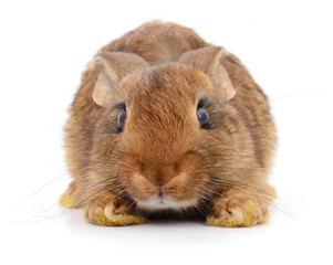 Wall Mural - Brown rabbit on white.