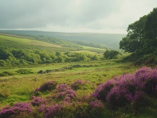 Wall Mural - rolling hills, heather, summer landscape, peaceful valley, nature background