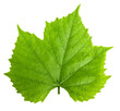 © Kornienko Alexandr - grape leaf