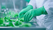© Nakarin - Fresh lettuce preparation in food processing facility with hygienic practices