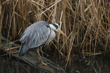 Poster - A Grey Heron (Ardea cinerea) hunting for food at the edge of a lake.