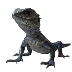 Poster - A 3D rendered image of a juvenile black thorny dragon posed against a plain white backdrop.