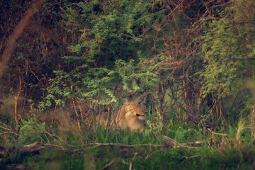 Wall Mural - Lioness camouflaged in green foliage, showcasing wildlife in its natural habitat in South Africa