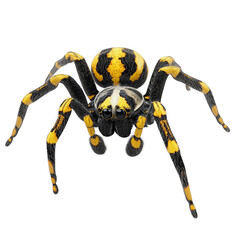 Poster - A detailed close-up image showcases a vibrant yellow and black spider against a white background.