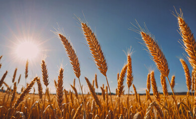 Poster - A field of golden wheat with the sun shining brightly in the background. The sun is casting a warm glow on the wheat, making it look like a golden sea. The field is vast and stretches out as far as