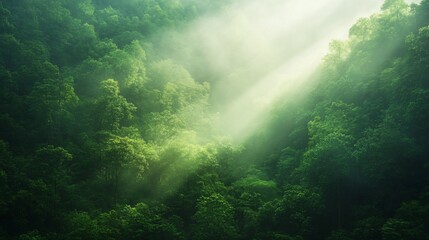  Misty Green Forest: Nature's Serene Embrace