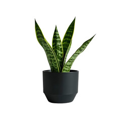 Wall Mural - Snake plant sansevieria trifasciata isolated