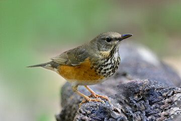 brown and grey with spotted breast bird perching on timber, grey -backed thrush female