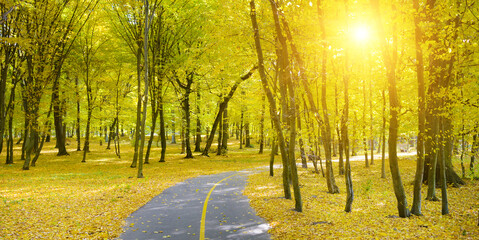 Wall Mural - Autumn park and fallen leaves illuminated sun