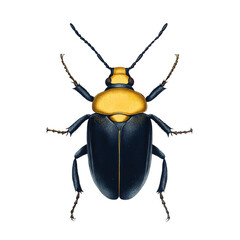 Poster - A detailed scientific illustration showcases a beetle with a striking yellow pronotum and dark blue elytra, highlighting its intricate anatomy.