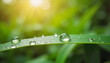 © ChrisKuz - Serene water droplet resting on leaf in morning light, nature tranquility