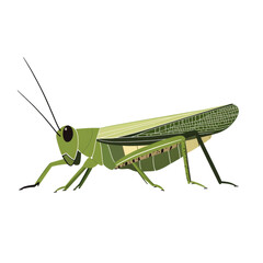 Poster - The image showcases a detailed illustration of a green grasshopper, its anatomy clearly depicted against a white background.