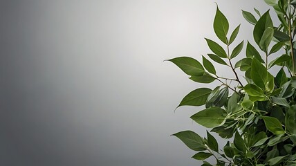 Wall Mural - green leaves background