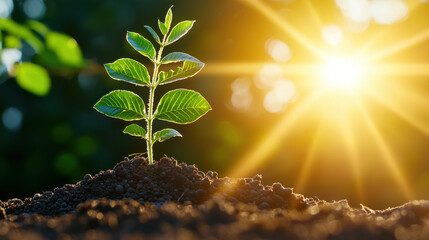 Poster - young plant emerges from rich soil, illuminated by warm sunlight, symbolizing growth and renewal. vibrant green leaves contrast beautifully with earthy tones, creating serene atmosphere