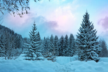 Wall Mural - frozen fir tree after a snowfall on a cold winter day in the alps.