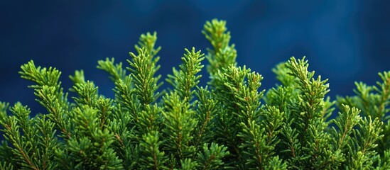 Poster - Green foliage of evergreen plants against a dark blue background with copy space for text placement