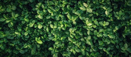 Poster - Green leaves texture background with dense foliage and natural patterns Copy Space
