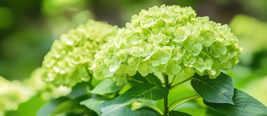 Poster - Green Hydrangea Flowers in Natural Environment with Soft Focus and Copy Space for Text