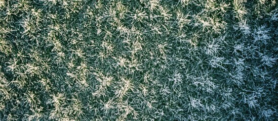 Aufkleber - Close-up of frost-covered grass with detailed texture and patterns in natural light, Copy Space available