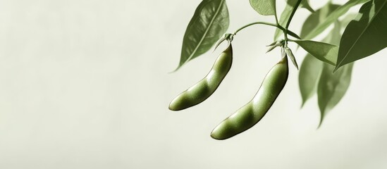 Poster - Fresh green peas hanging from a plant with leaves on a soft background featuring ample Copy Space for text placement