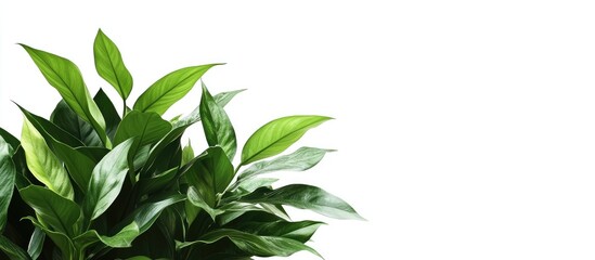 Poster - Green foliage close-up with fresh leaves on a white background ideal for botanical designs or natural themes with Copy Space.