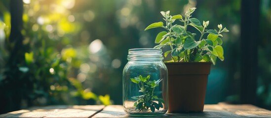 Poster - Fresh herbs in a glass jar and a terracotta pot on a wooden table with sunlight and green foliage in the background Copy Space