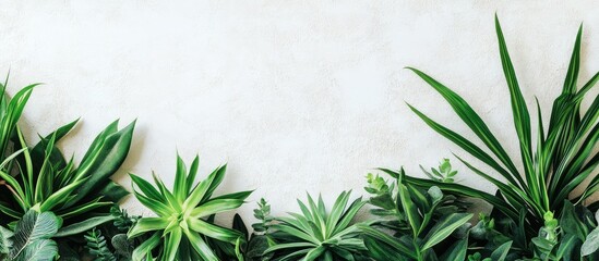 Poster - Green succulent and tropical leaves frame with copy space on a textured light wall background suitable for botanical themes