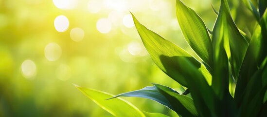 Poster - Close-up of green plant leaves with sunlight shining through, bokeh background and soft focus, nature copy space for text.