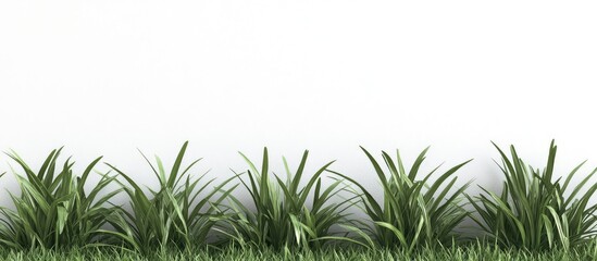 Poster - Grass texture with green blades arranged horizontally on white background for copy space usage. Ideal for nature and landscaping themes.