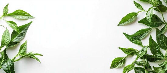 Poster - Green leaves framing a blank white background with copy space for text or design elements.