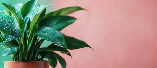 Aufkleber - Green indoor plant with water droplets in a terracotta pot against a blurred pastel background with copy space